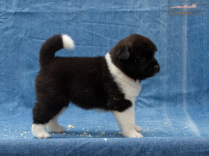 ispra monterosa american akita :