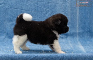 ispra monterosa american akita :