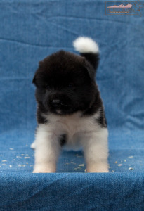 ispra monterosa american akita :