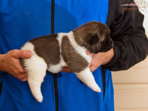 ispra monterosa american akita :