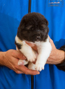 ispra monterosa american akita :