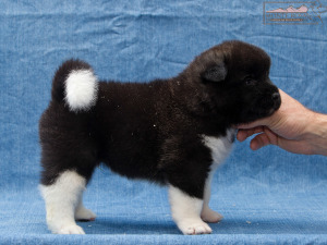 ispra monterosa american akita :