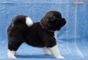 ispra monterosa american akita :