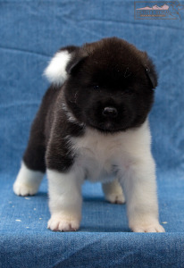 ispra monterosa american akita :