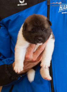 ispra monterosa american akita :