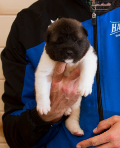 ispra monterosa american akita :