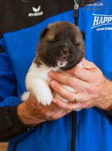 ispra monterosa american akita :